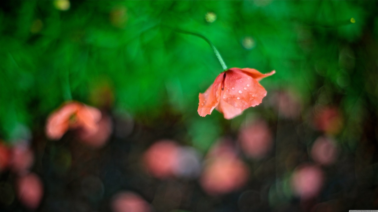 flor verde vermelha
