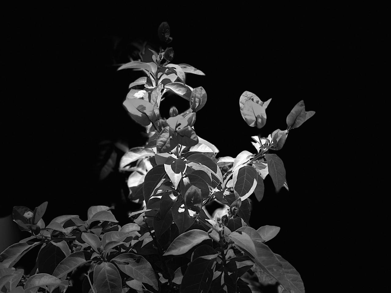 folhagem preto e branco