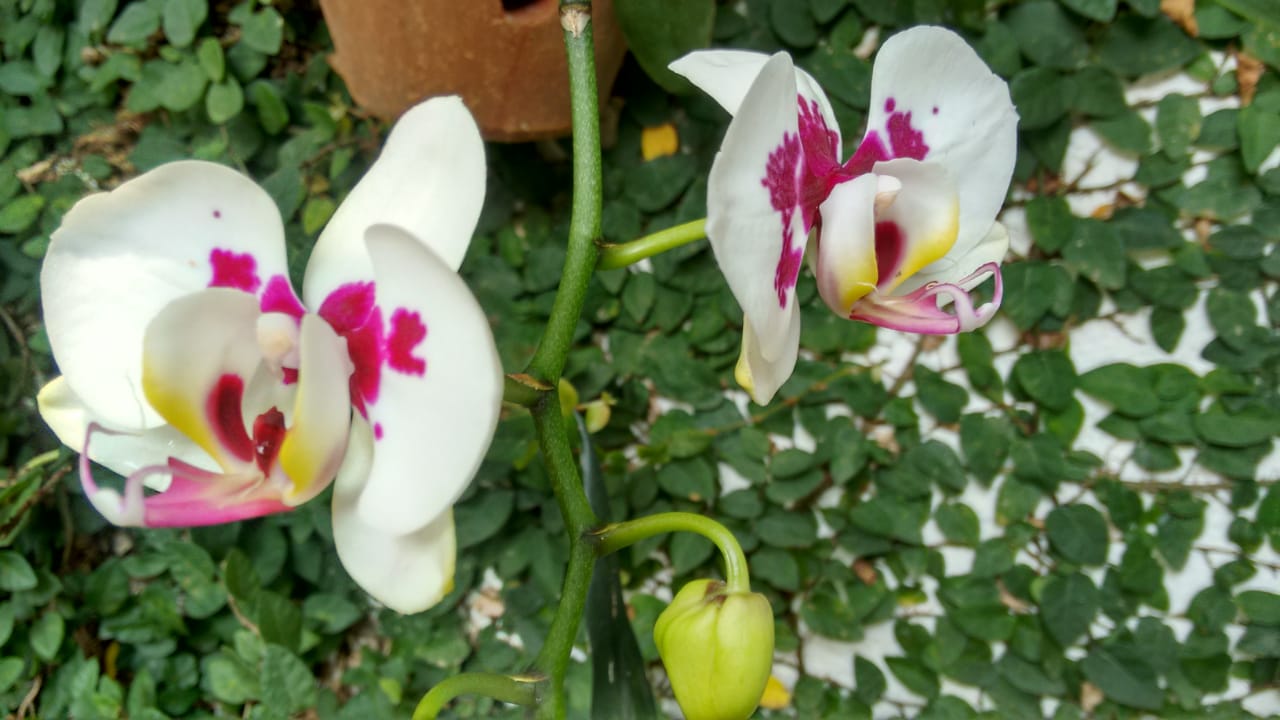 orquídea 4 x